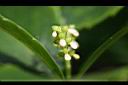 紅果金粟蘭-花00.jpg