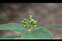 紅果金粟蘭-青實03.jpg