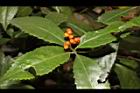 紅果金粟蘭-實09.JPG