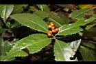 紅果金粟蘭-實10.JPG