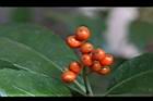 紅果金粟蘭-實16.JPG