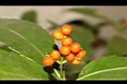 紅果金粟蘭-實20.JPG