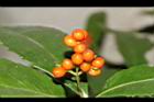 紅果金粟蘭-實24.JPG