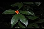 紅果金粟蘭-實26.JPG