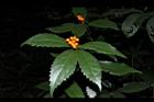 紅果金粟蘭-實27.JPG