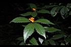 紅果金粟蘭-實28.JPG