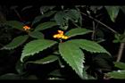 紅果金粟蘭-實30.JPG