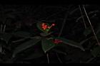 紅果金粟蘭-實31.JPG