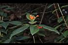 紅果金粟蘭-實32.JPG