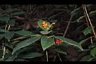 紅果金粟蘭-實33.JPG