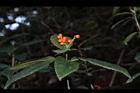 紅果金粟蘭-實38.JPG