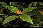 紅果金粟蘭-實41.JPG