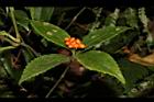 紅果金粟蘭-實45.JPG