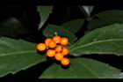 紅果金粟蘭-實52.JPG
