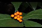 紅果金粟蘭-實53.JPG