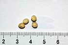 紅果金粟蘭-種子13.jpg