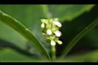 紅果金粟蘭-花01.jpg