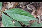 紅果金粟蘭-葉正02.jpg