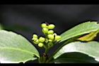 紅果金粟蘭-青實05.jpg