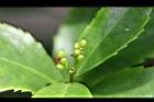 紅果金粟蘭-青實08.jpg