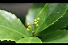 紅果金粟蘭-青實09.jpg