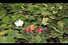 紅瓜-紅實01.JPG