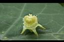 紅瓜-雄蕊05.JPG