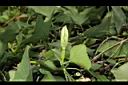 紅瓜-雌花苞01.JPG