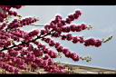 紫荊-花03.JPG