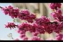 紫荊-花06.JPG