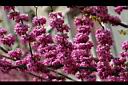 紫荊-花07.JPG