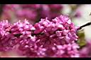 紫荊-花08.JPG
