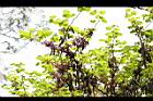 紫荊-實5.JPG