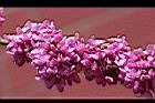 紫荊-花00.JPG