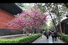 紫荊00.JPG