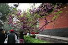 紫荊06.JPG
