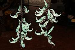 綠玉藤-花序07.JPG