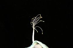 綠玉藤-花蕊00.JPG