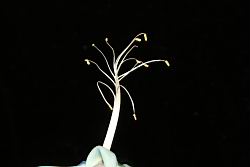 綠玉藤-花蕊02.JPG