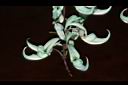 綠玉藤-花05.JPG