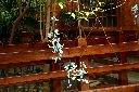 綠玉藤-花序03.JPG