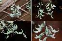 綠玉藤-花序1.jpg