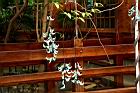 綠玉藤-花序04.JPG