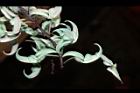 綠玉藤-花序15.JPG