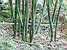 綠竹10.JPG