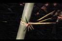 綠竹-枝枒01.JPG