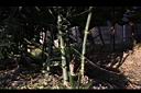 綠竹-竹02.JPG