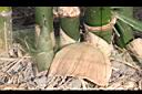 綠竹-竹筍03.JPG