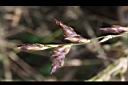 綠竹-花苞09.jpg