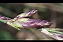 綠竹-花苞10.jpg